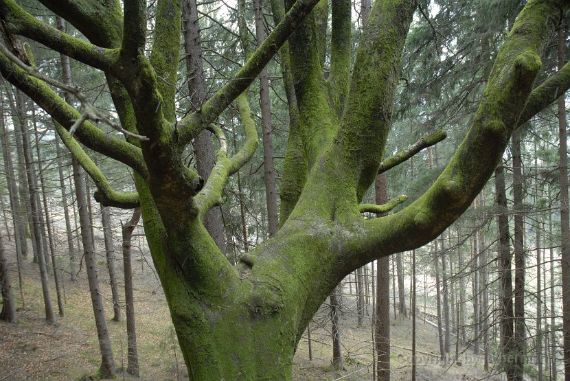 Bäume im Jahreszeitenwechsel-022